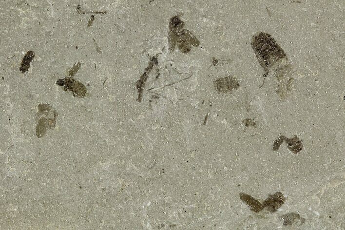 Fossil Beetle And Bee Cluster- Green River Formation, Utah #108836